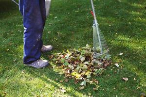 Mens vegen gedaald herfst bladeren Aan zijn gazon. vallen werk concept foto