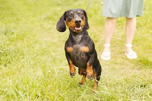 vrouw wandelingen met de hond Aan een riem in Aan de park . teckel in de buurt een vrouw voeten foto