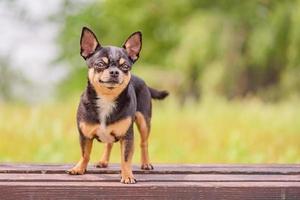 een chihuahua hond staat Aan een houten bank tegen de achtergrond van natuur. dier, huisdier. foto