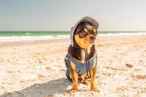 chihuahua hond in kleren in de buurt de zee. chihuahua in jeans Aan vakantie. foto