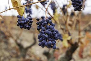 zwart druiven in een wijngaard foto