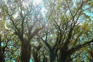 bodem visie van hoog oud banyan boom in . laag hoek schot van een banyan boom, in ochtend- foto