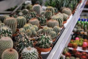 verschillend cactussen in bloem potten Aan de schappen in bloemen op te slaan. foto