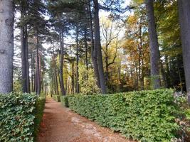 romantische wandeling tussen droge bladeren in de herfst foto