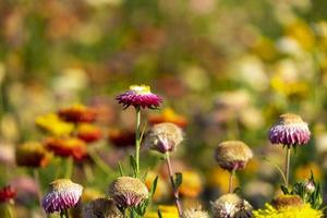 mooi helichrysum multi kleur zo bloem in plantkunde tuin natuurlijk park. macro flora oranje en geel goud bloeiend foto