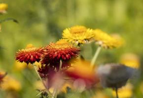 mooi groep van helichrysum geel en rood kleur vers bloem in plantkunde tuin natuurlijk park. macro flora oranje en goud bloeiend foto