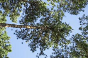 mooi bodem visie groen pijnboom boom Woud in Thailand. hoog fabriek in natuurlijk park. groen bladeren hangende Aan Afdeling geïsoleerd Aan blauw lucht achtergrond. foto