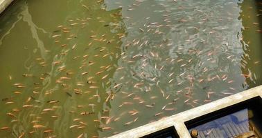 oreochromis niloticus of tilapia vis vijvers, vol van middelgroot vis. voorbereiding voor kinderkamer foto