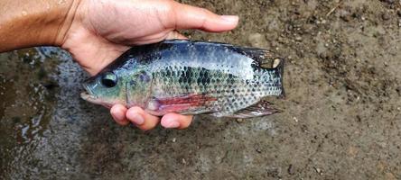 Mens Holding oreochromis mosambicus vis, tilapia of mujair vis. vers oreochromis mosambicus is heel groot in grootte klaar naar worden op de markt gebracht. top visie foto