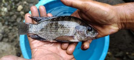 Mens Holding oreochromis mosambicus vis, tilapia of mujair vis. vers oreochromis mosambicus is heel groot in grootte klaar naar worden op de markt gebracht foto