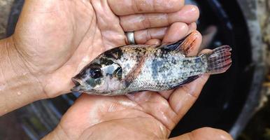 Mens Holding oreochromis mosambicus vis, tilapia of mujair vis. vers oreochromis mosambicus klaar naar worden op de markt gebracht foto