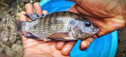 Mens Holding oreochromis niloticus vis of tilapia. vers oreochromis niloticus is heel groot en klaar naar worden op de markt gebracht foto