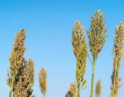 sorghum of gierst agent blauwe lucht foto