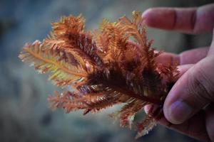 rood zeewier in hand- Aan de strand foto