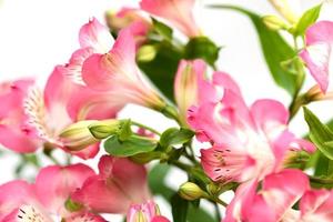 alstroemeria bloemen achtergrond foto