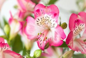 alstroemeria bloemen achtergrond foto