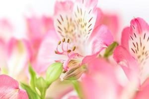 alstroemeria bloemen achtergrond foto