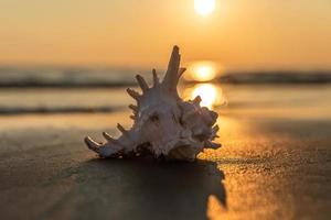 zee schelp leugens Aan de zanderig strand foto