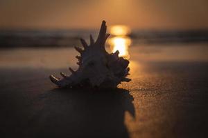 zee schelp leugens Aan de zanderig strand foto