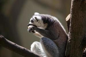 lemur catta Aan wazig achtergrond foto