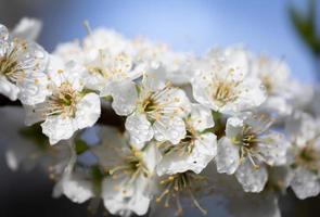 wit bloemen boom na regen foto