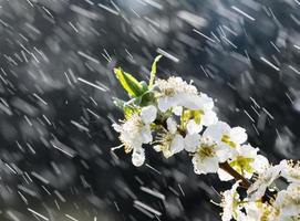 voorjaar regen in de tuin foto