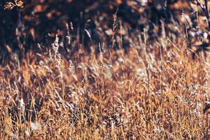 wild gras Aan een zon licht foto