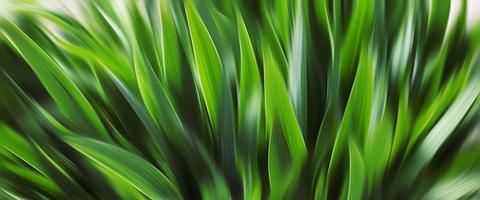 abstract wazig groen gras. foto