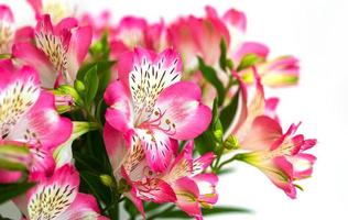 alstroemeria bloemen achtergrond foto