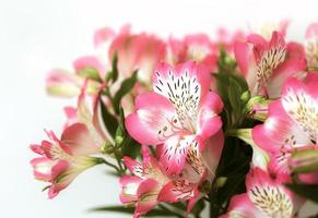 alstroemeria bloemen achtergrond foto