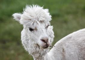 dichtbij omhoog van alpaca Aan de boerderij foto