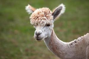 dichtbij omhoog van alpaca Aan de boerderij foto