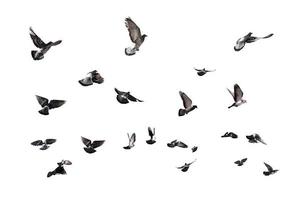 duiven vliegend naar de zon foto
