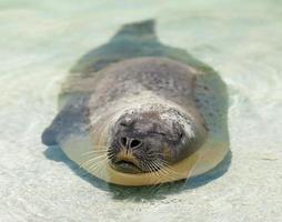 zegel in het water foto