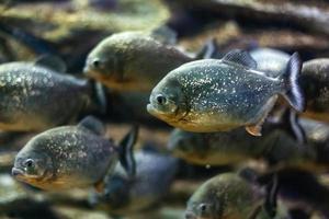 piranha's in het aquarium foto