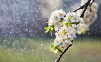 voorjaar regen in de tuin foto