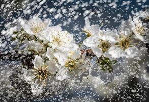 wit bloemen boom na regen foto