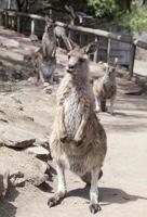 de kangoeroe in Tasmanië kangoeroe behouden foto