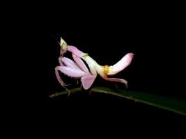 sprinkhaan Leuk vinden bloemen neergestreken boven de tips van de bladeren foto