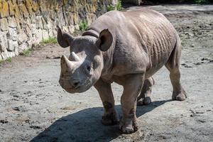 neushoorn diceros bicornis met groot hoorns foto