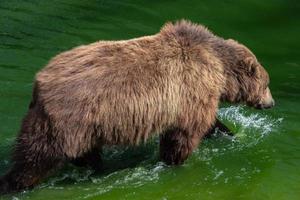 bruin beer in water. portret van bruin beer ursus arctos beringianus. kamchatka bruin beer. foto