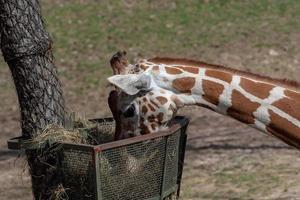 giraffe aan het eten hooi van de mand. giraffa camelopardalis reticulata foto