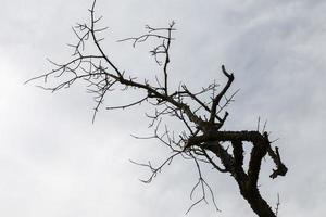 droog vertakt boom onder blauw lucht foto