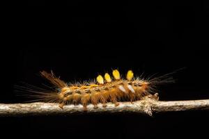 worm op de boom, macro foto