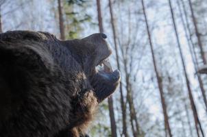 de hoofd van een beer op zoek naar de lucht foto