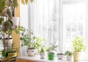 huis knus interieur met verschillend groen ingemaakt huis planten in de buurt venster en Aan vensterbank in zonnig winter dag. foto