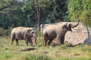 twee Aziatisch wild olifant partners liefdevol spelen met hun boomstammen in een gras veld- Bij een dierentuin foto