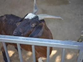 geit in een schuur Aan een klein boerderij . foto