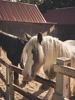 zonsopkomst in de boerderij met mooi paarden . foto
