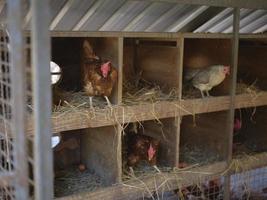 kippen Aan een traditioneel Bij biologisch boerderij . kopiëren ruimte voor tekst foto